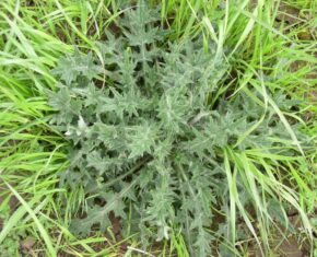 Business and Garden-Variety Defects