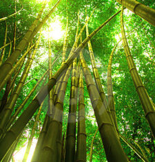 Leadership Growth Model: Some Growth is not Visible and What we Can Learn from the Bamboo Tree