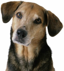 Dog Psychology and Human Motivation: Daniel Pink on What Motivates Us